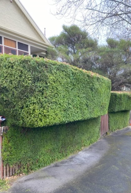 Outstanding Gardens Hobart Hedge Trimming After South Hobart