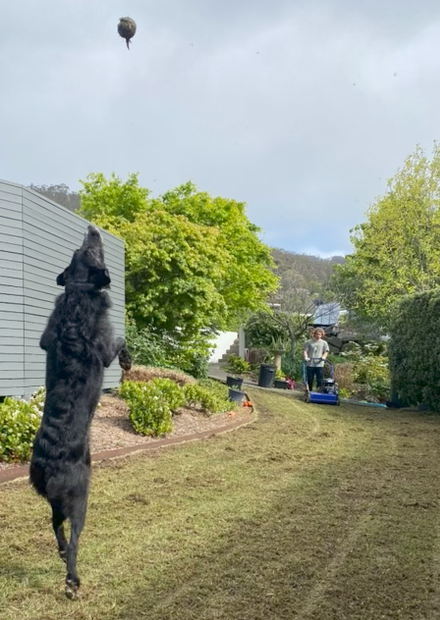 Outstanding Gardens Hobart Lawn mowing and Scarifying
